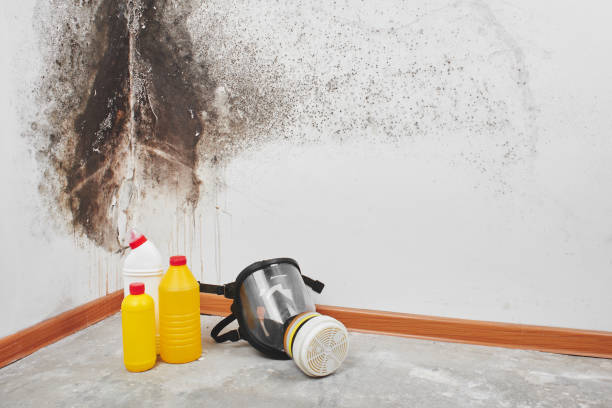 Certified Mold Removal in Hartselle, AL