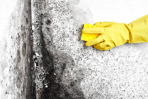 Best Local Mold Removal Service  in Hartselle, AL