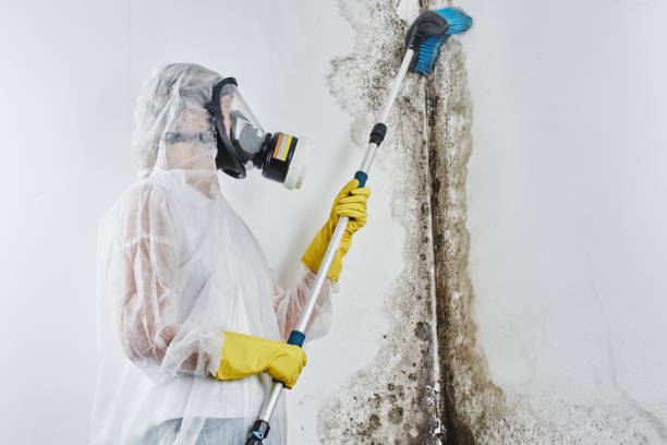 Best Mold Cleaning Services  in Hartselle, AL