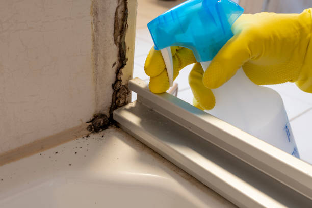 Best Attic Mold Removal  in Hartselle, AL
