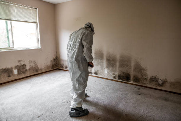 Best Office Mold Removal Services  in Hartselle, AL