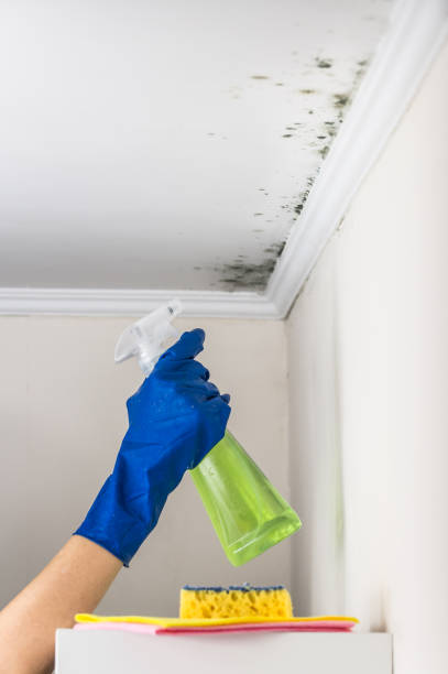 Best Local Mold Removal Service  in Hartselle, AL