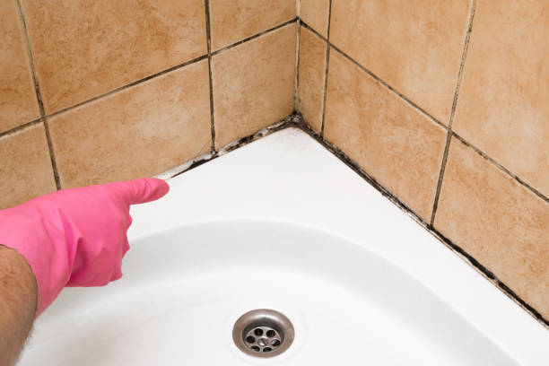 Best Certified Mold Removal  in Hartselle, AL
